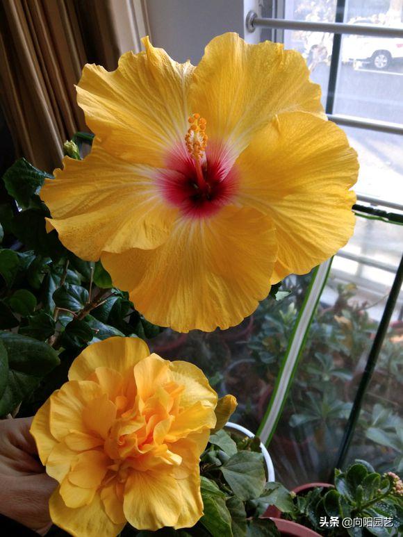 扶桑花养成盆景,全年都开花,花瓣像“风车”,越看越喜欢 扶桑花养成盆景,全年都开花,花瓣像“风车”,越看越喜欢