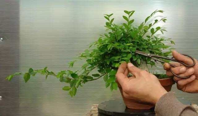 养花总能养死，几个养花问题要注意，不然真的就是“养花杀手”