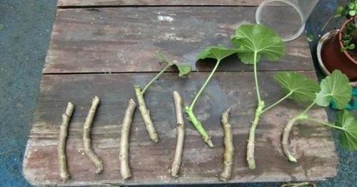 开春变暖要扦插，这2种花沾水冒根，养在家里赏心悦目