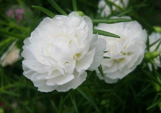 懒人爱花就养一盆太阳花，花开四季持续300天，1盆可以变100盆