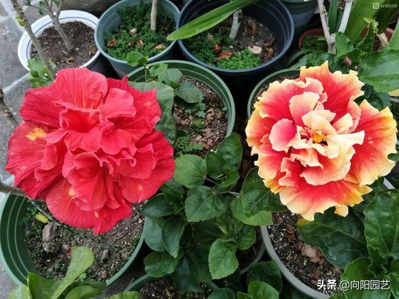 扶桑花养成盆景,全年都开花,花瓣像“风车”,越看越喜欢 扶桑花养成盆景,全年都开花,花瓣像“风车”,越看越喜欢