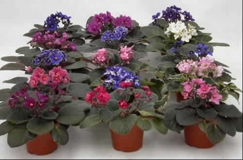 “美丽、真爱永久远！”室内花卉皇后——非洲紫罗兰的养护要点