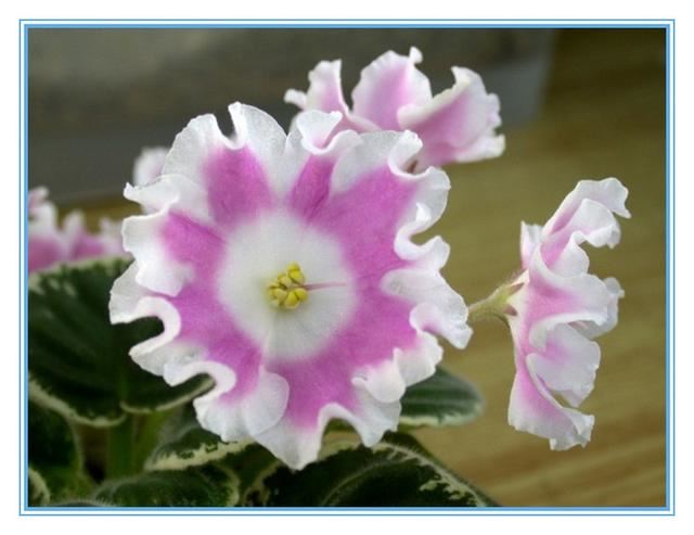 “美丽、真爱永久远！”室内花卉皇后——非洲紫罗兰的养护要点