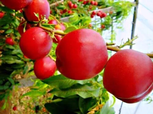 白兰地海棠～一种让人惊艳的海棠花