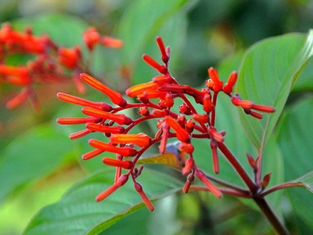 花形奇特的三种“红色”花卉,为冬日增加火热色彩,养好全年开花 花形奇特的三种“红色”花卉,为冬日增加火热色彩,养好全年开花