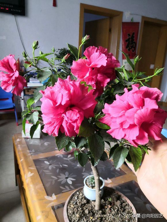 扶桑花养成盆景,全年都开花,花瓣像“风车”,越看越喜欢 扶桑花养成盆景,全年都开花,花瓣像“风车”,越看越喜欢