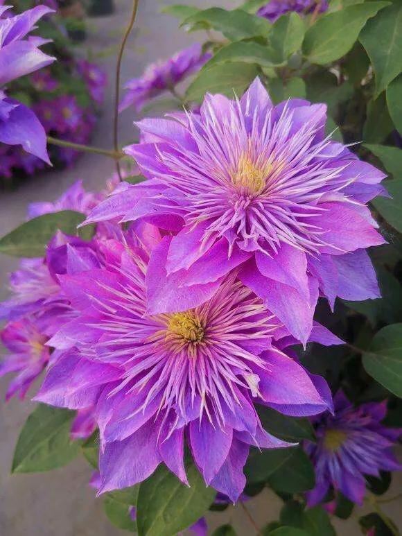 重瓣铁线莲~茎如铁线,花开如莲 重瓣铁线莲~茎如铁线,花开如莲