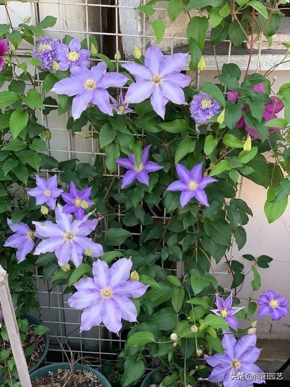 早春适合养铁线莲，4个“实用”小技巧，促花芽，夏天开成花墙