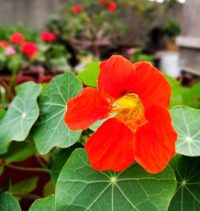 花色灿烂的旱金莲，叶子像铜钱草，想要养好得注意这“7点”