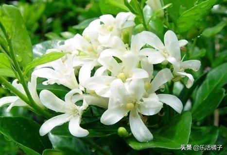 春天养花种花，七里香开花浓郁，枝叶优美，在家养一盆常年飘香