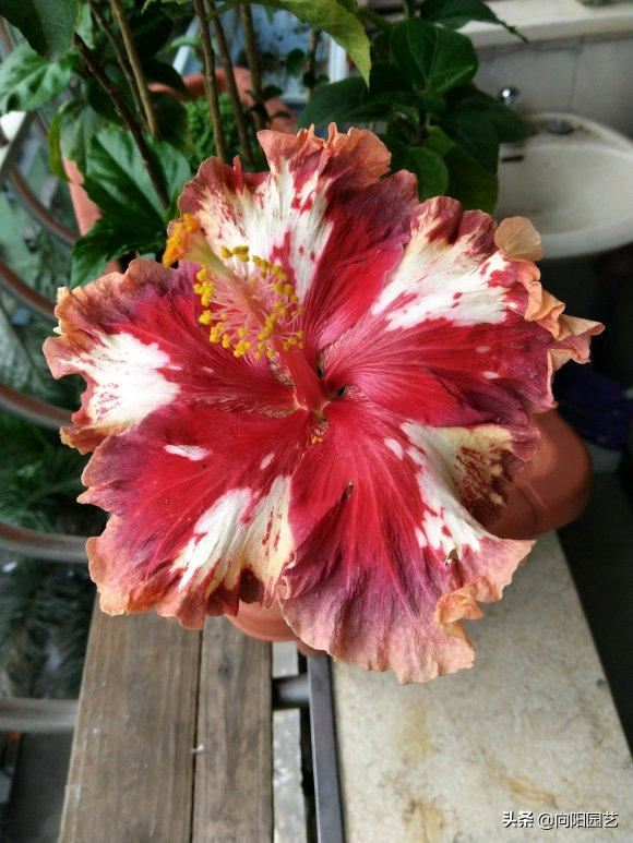 扶桑花养成盆景,全年都开花,花瓣像“风车”,越看越喜欢 扶桑花养成盆景,全年都开花,花瓣像“风车”,越看越喜欢