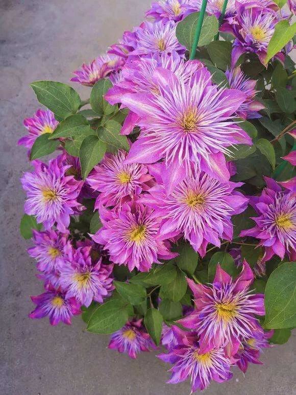 重瓣铁线莲~茎如铁线,花开如莲 重瓣铁线莲~茎如铁线,花开如莲