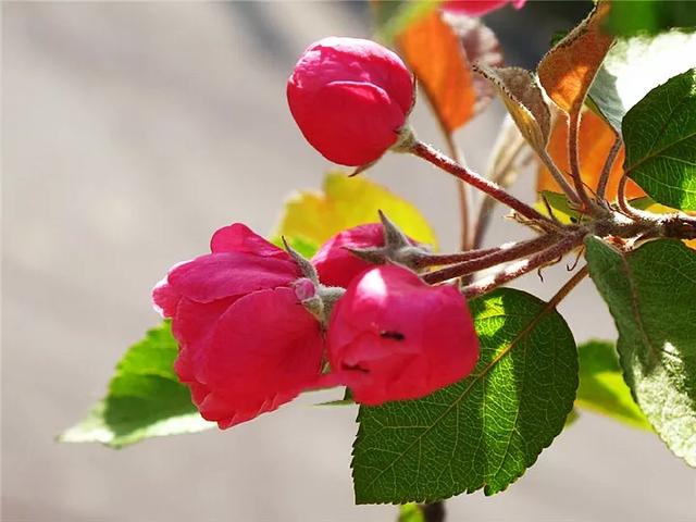 白兰地海棠～一种让人惊艳的海棠花