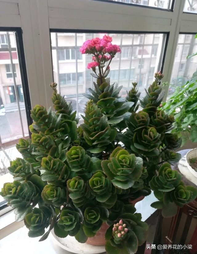 长寿花老桩开花量少？方法对了，开花爆盆更加容易