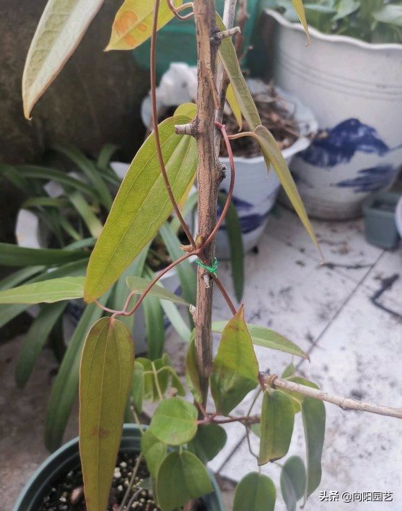 早春适合养铁线莲，4个“实用”小技巧，促花芽，夏天开成花墙