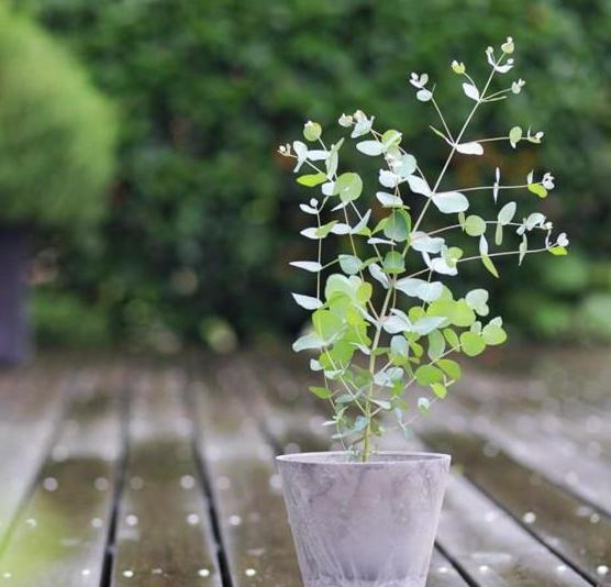 如何养殖尤加利盆栽"显气质"？多注意4个问题，不开花也耐看