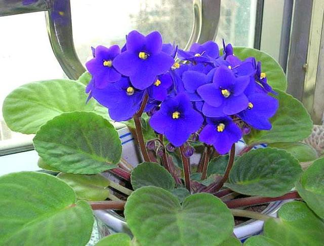 “美丽、真爱永久远！”室内花卉皇后——非洲紫罗兰的养护要点