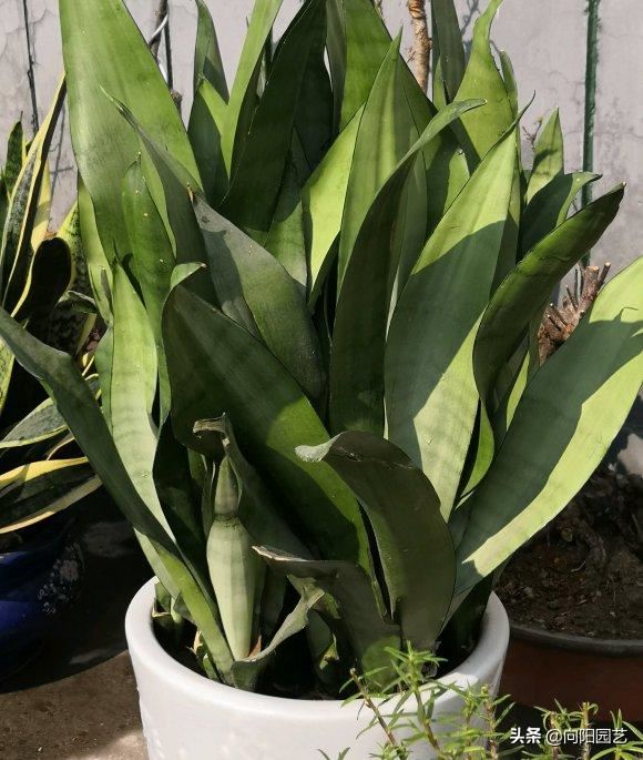 春季养虎皮兰，换土，施肥不可少，撒点“羊屎蛋”，蹿20公分