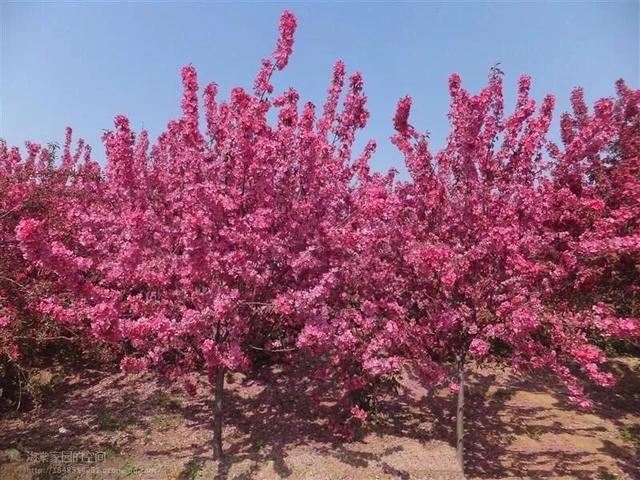 白兰地海棠～一种让人惊艳的海棠花