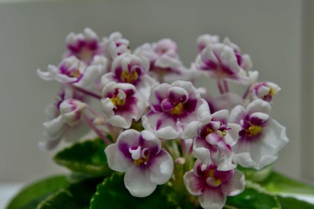 “美丽、真爱永久远！”室内花卉皇后——非洲紫罗兰的养护要点