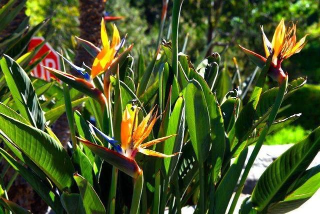 鹤望兰分株繁殖，当年就可以观赏花开，不用再等5年