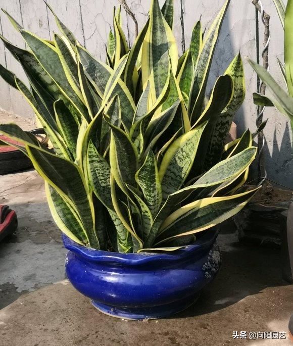 春季养虎皮兰，换土，施肥不可少，撒点“羊屎蛋”，蹿20公分