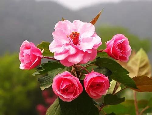 白兰地海棠～一种让人惊艳的海棠花