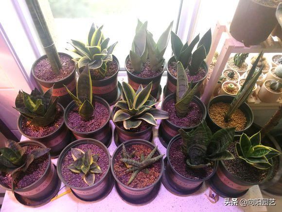 春季养虎皮兰，换土，施肥不可少，撒点“羊屎蛋”，蹿20公分