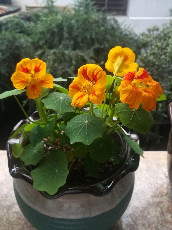 花色灿烂的旱金莲叶子像铜钱草想要养好得注意这7点