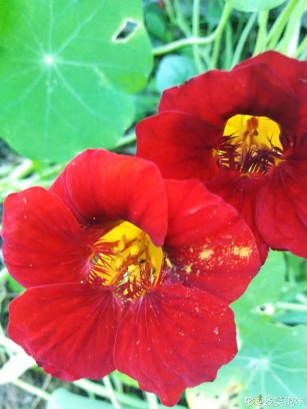 花色灿烂的旱金莲，叶子像铜钱草，想要养好得注意这“7点”