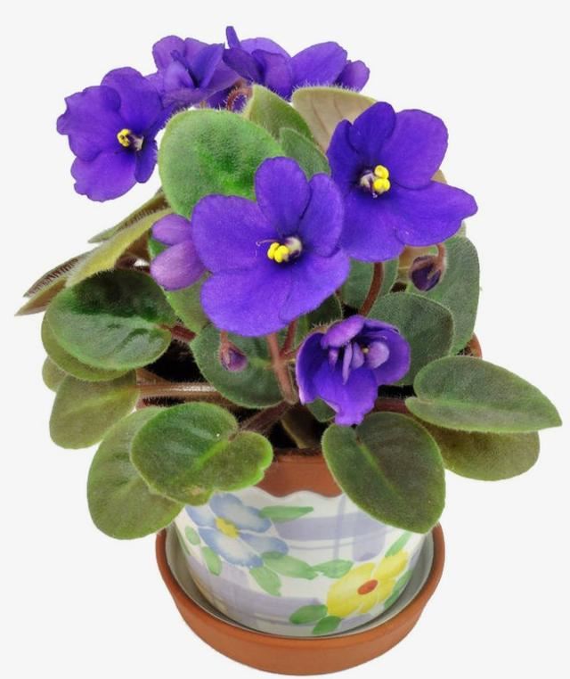 “美丽、真爱永久远！”室内花卉皇后——非洲紫罗兰的养护要点