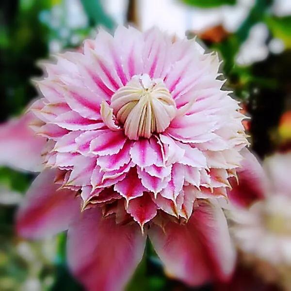 重瓣铁线莲~茎如铁线,花开如莲 重瓣铁线莲~茎如铁线,花开如莲