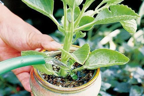 养花总能养死，几个养花问题要注意，不然真的就是“养花杀手”