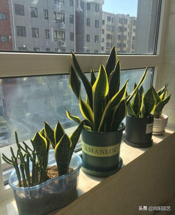 春季养虎皮兰，换土，施肥不可少，撒点“羊屎蛋”，蹿20公分