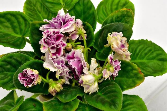 “美丽、真爱永久远！”室内花卉皇后——非洲紫罗兰的养护要点