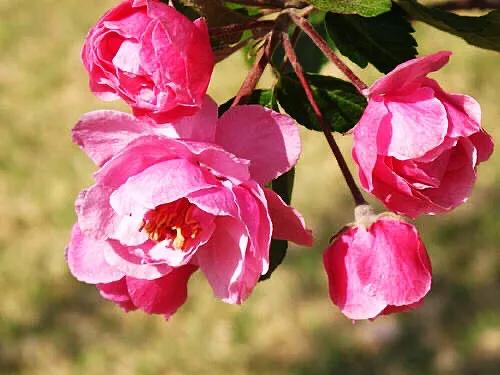 白兰地海棠～一种让人惊艳的海棠花