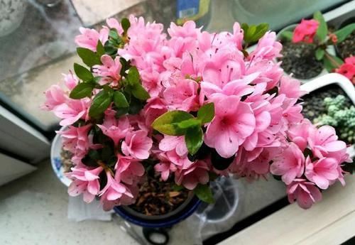 养花总能养死，几个养花问题要注意，不然真的就是“养花杀手”