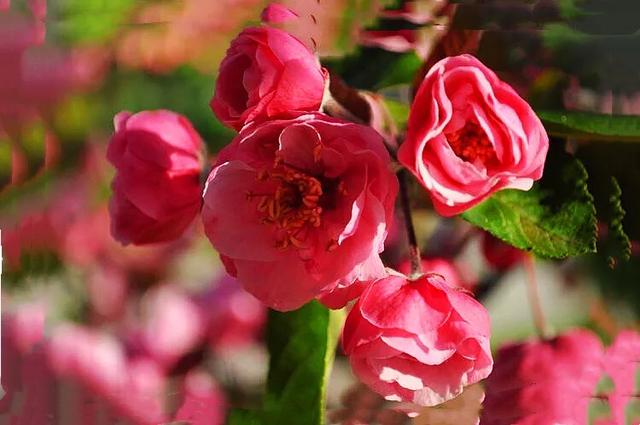 白兰地海棠～一种让人惊艳的海棠花