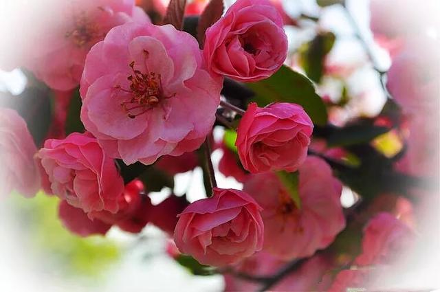 白兰地海棠～一种让人惊艳的海棠花