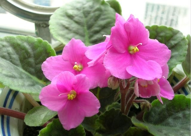 “美丽、真爱永久远！”室内花卉皇后——非洲紫罗兰的养护要点