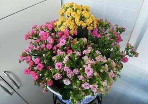 开春变暖要扦插，这2种花沾水冒根，养在家里赏心悦目