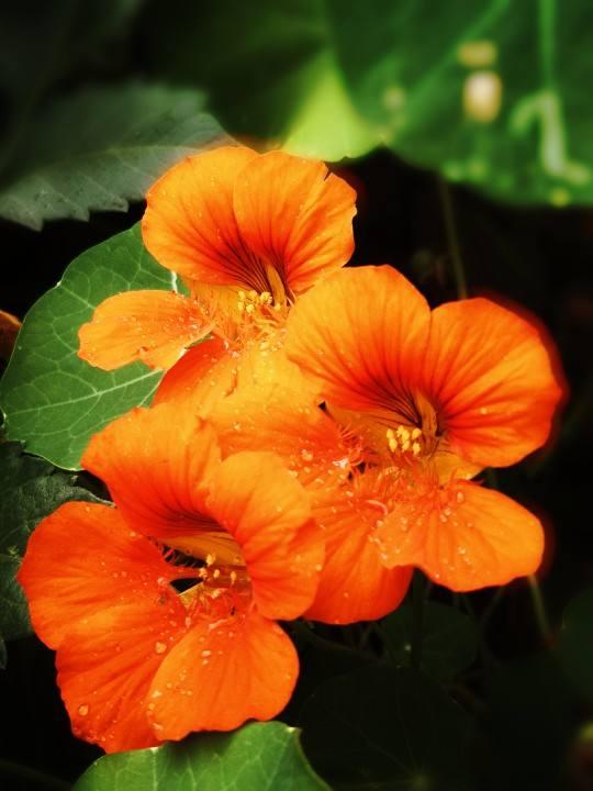 花色灿烂的旱金莲，叶子像铜钱草，想要养好得注意这“7点”