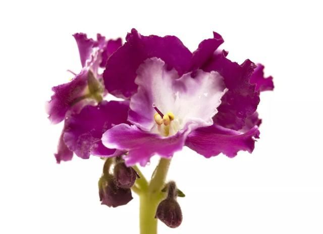 “美丽、真爱永久远！”室内花卉皇后——非洲紫罗兰的养护要点