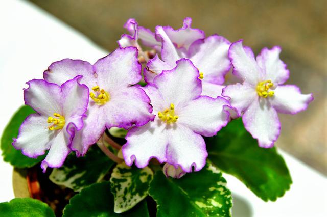 “美丽、真爱永久远！”室内花卉皇后——非洲紫罗兰的养护要点