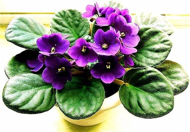 “美丽、真爱永久远！”室内花卉皇后——非洲紫罗兰的养护要点