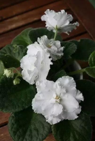 “美丽、真爱永久远！”室内花卉皇后——非洲紫罗兰的养护要点