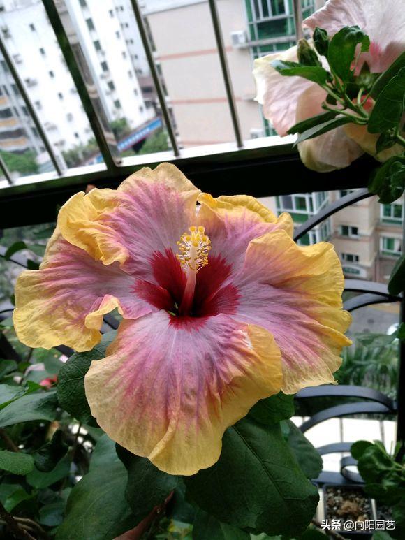 扶桑花养成盆景,全年都开花,花瓣像“风车”,越看越喜欢 扶桑花养成盆景,全年都开花,花瓣像“风车”,越看越喜欢