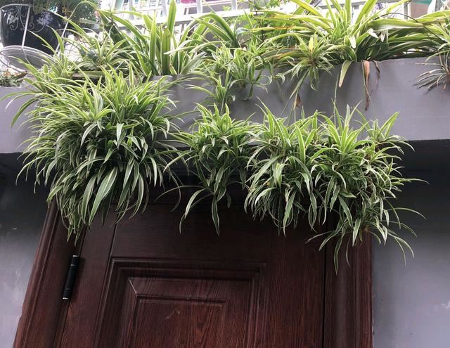 吊兰肉质根比叶片长得还旺？断根分株一个月，吊兰茂盛长出垂吊枝