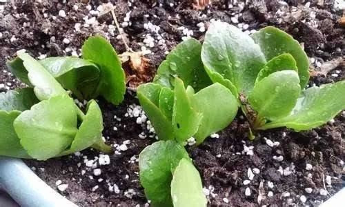 开春变暖要扦插，这2种花沾水冒根，养在家里赏心悦目