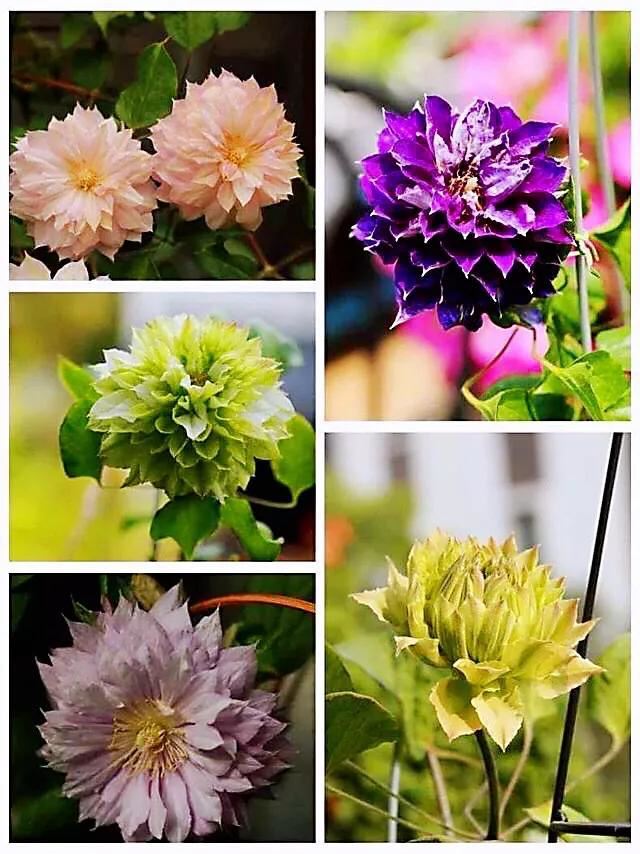 重瓣铁线莲~茎如铁线,花开如莲 重瓣铁线莲~茎如铁线,花开如莲